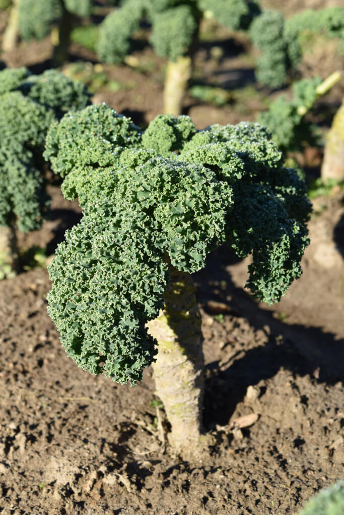 new-sprout-organic-farms-kale-1