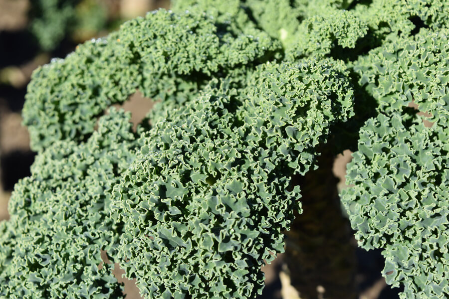 new-sprout-organic-farms-kale-2