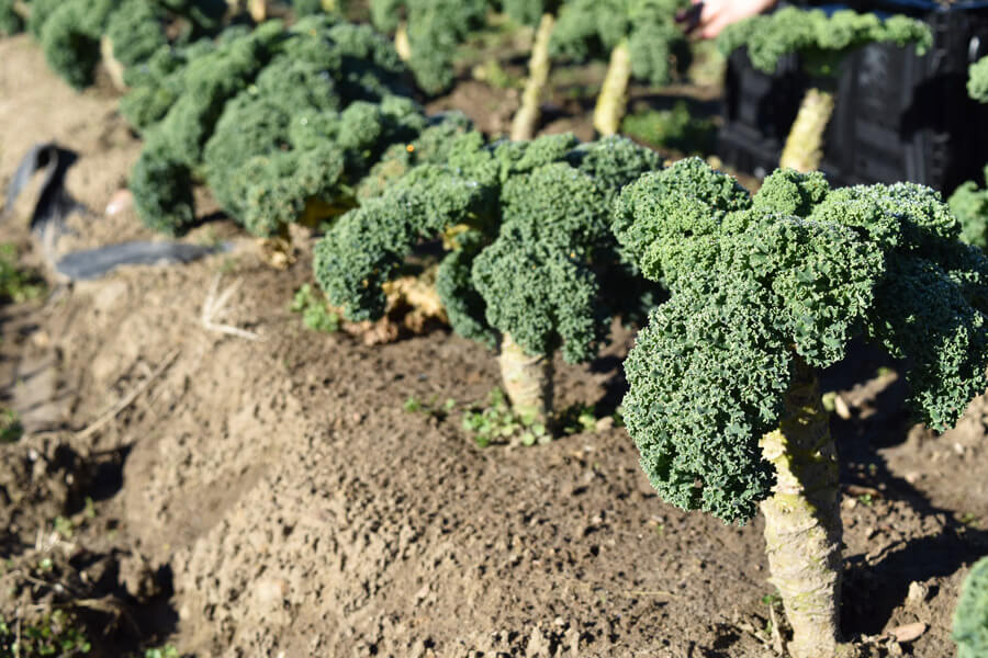 new-sprout-organic-farms-kale-3