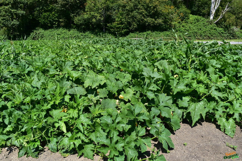 cascadian-farm-farm-growing