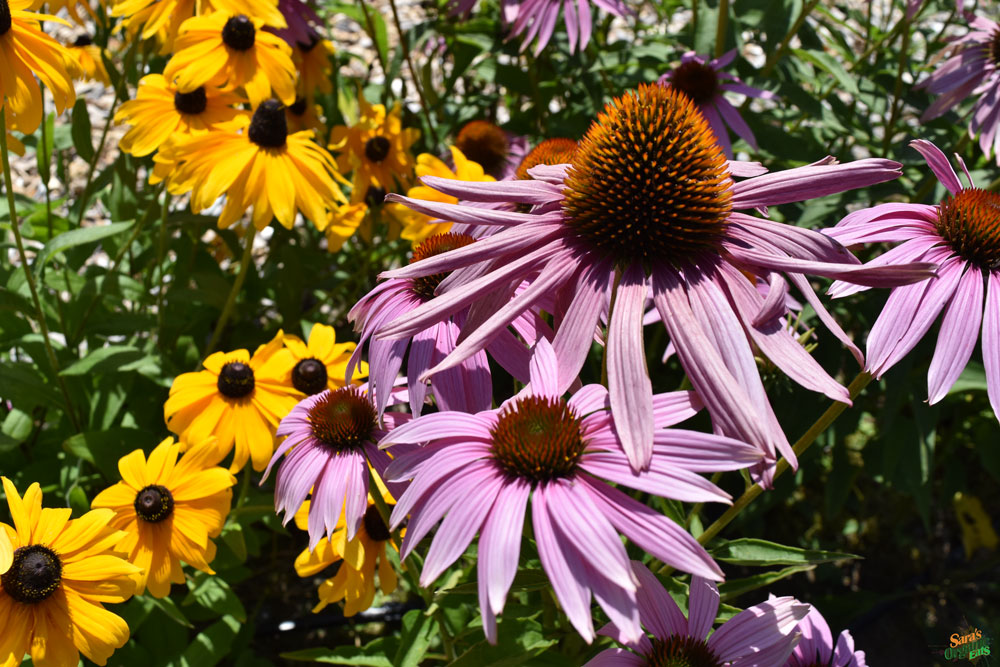 cascadian-farm-flowers-1