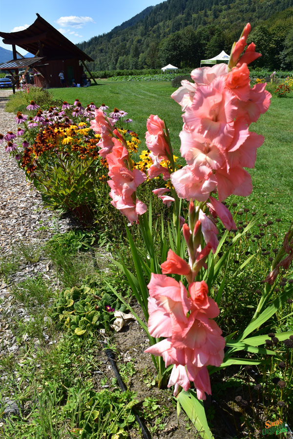 cascadian-farm-flowers